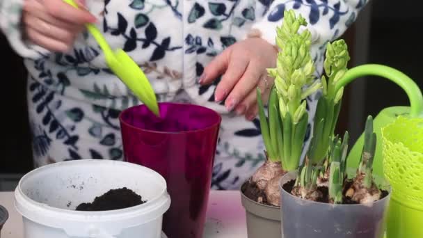 Woman Transplants Primroses New Pot Daffodil Bulbs Buds Visible Close — Stock Video