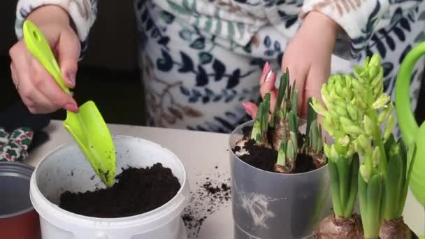 那个女人把报春花移植到一个新的罐子里 在水仙花和有芽的风信子球茎中添加土壤 后续行动 — 图库视频影像