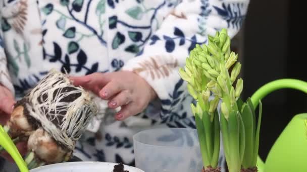 女性は新しい鍋に桜草を移植します ダフォジルとヒヤシンスの球根に芽を付けます — ストック動画