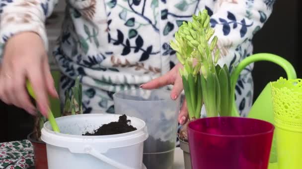 Woman Transplants Primroses New Pot Bulbs Hyacinths Daffodils Buds Close — 图库视频影像