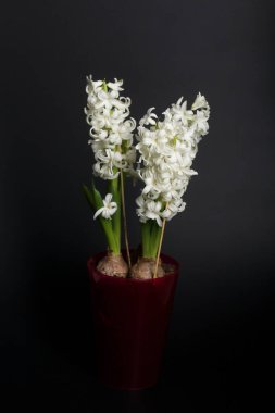 Blooming hyacinth in a pot. Bulbs and white flowers are visible. On a black background.