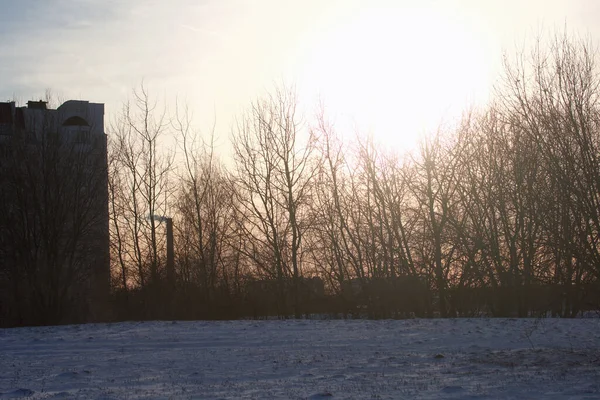 Деревья Зимнем Парке Фоне Заходящего Солнца — стоковое фото