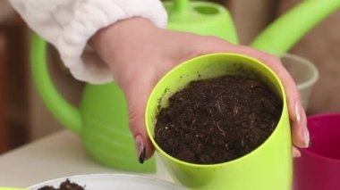 Bir kadın plastik bardaklara ve tencerelere toprak koyar. Kesiklerle sardunya ekiyorum. Bir çömleğe sardunya nakli. Yakın plan..