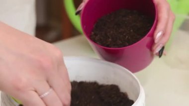 Bir kadın plastik bardaklara ve tencerelere toprak koyar. Kesiklerle sardunya ekiyorum. Bir çömleğe sardunya nakli. Yakın plan.