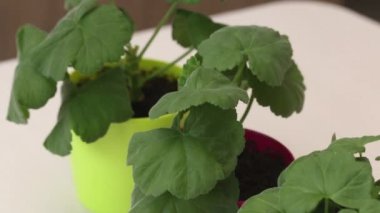 Tencere ve bardaklara sardunya parçaları yerleştirilmiş. Kesiklerle sardunya nakli. Yakın plan..