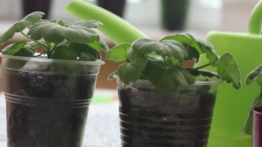 Tencere ve bardaklara sardunya parçaları yerleştirilmiş. Kesiklerle sardunya nakli. Yakın plan.