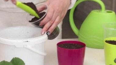 Kesiklerle sardunya ekiyorum. Bir kadın plastik bardaklara ve tencerelere toprak koyar. Çiçek kesimleri masanın üzerinde. Bir çömleğe sardunya nakli.
