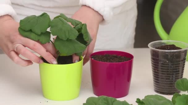 Kvinna Planterar Pelargoner Kruka Plantera Pelargoner Genom Sticklingar Närbild — Stockvideo