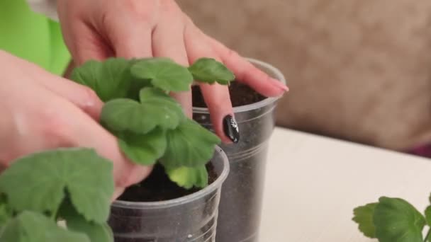 Μια Γυναίκα Φυτεύει Γεράνια Μια Κατσαρόλα Φυτεύω Γεράνια Μοσχεύματα Κοντινό — Αρχείο Βίντεο