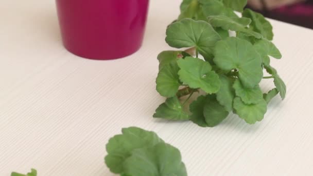 Menanam Geranium Dengan Pemotongan Potongan Bunga Ada Atas Meja Mentransplantasi — Stok Video