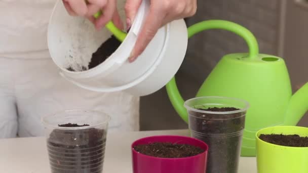 插枝种植天麻 一个女人把泥土放进塑料杯和塑料壶里 花枝在桌子上 把玉米片移植到锅里 — 图库视频影像