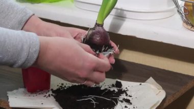 Bir kadın sümbülü dekoratif kovaya naklediyor. Fazla kökleri siler. Yakın plan..