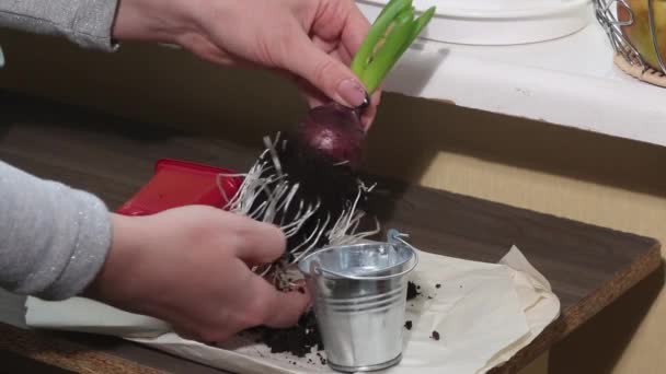 Woman Transplants Hyacinth Decorative Bucket Clears Roots Excess Soil Close — Stock Video