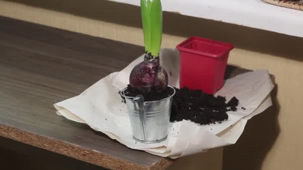 Hyacinth Transplantovaná Dekorativního Kýble Detailní Záběr — Stock video