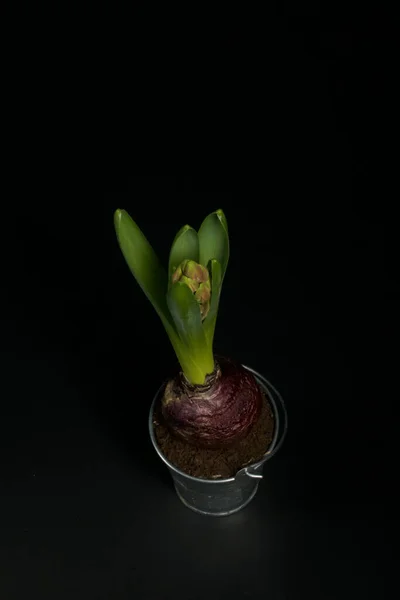 Hyacint Een Decoratieve Emmer Close — Stockfoto