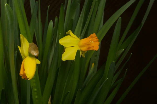 Gul Narcissus Gula Påskliljor Gryta Närbild — Stockfoto