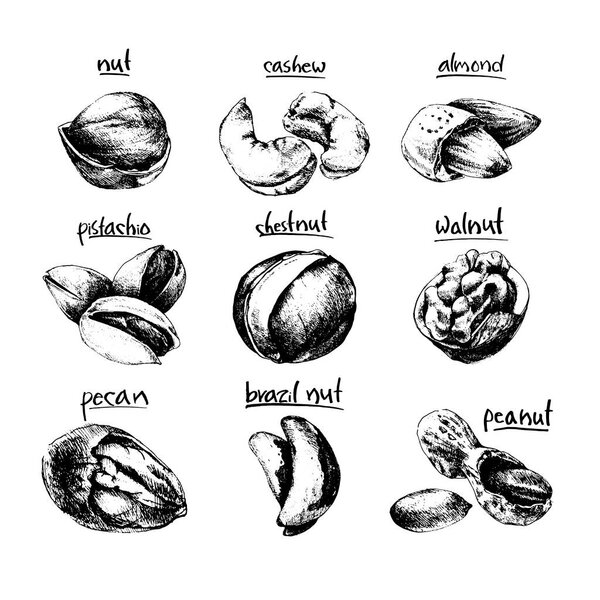 Nuts and seeds collection. Vector Hand drawn objects . Isolated on white. Modern brushpen Calligraphy.