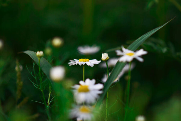 The amazing beauty of daisies