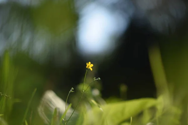 กษณะพ นฐาน ดอกไม โดดเด ยวส เหล องขนาดเล — ภาพถ่ายสต็อก