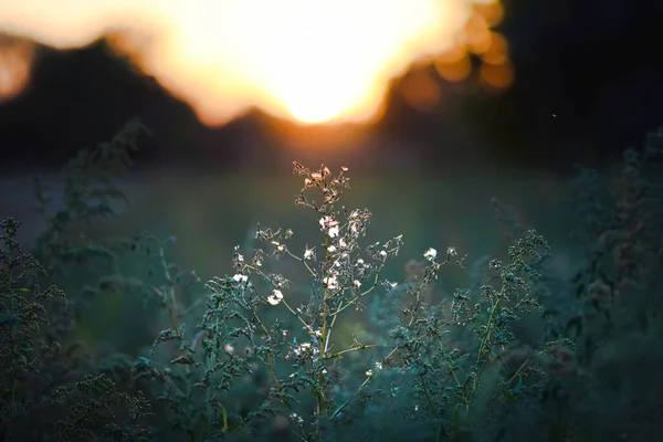 Las Malas Hierbas Finales Del Verano Atardecer — Foto de Stock