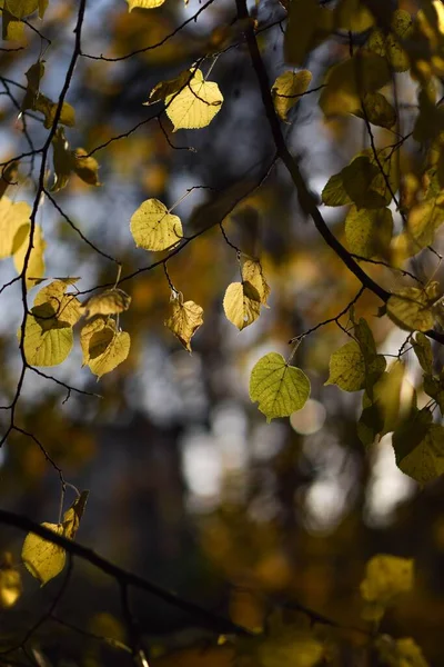 Autumn Sun Lights Linden Leaves — Stock Photo, Image