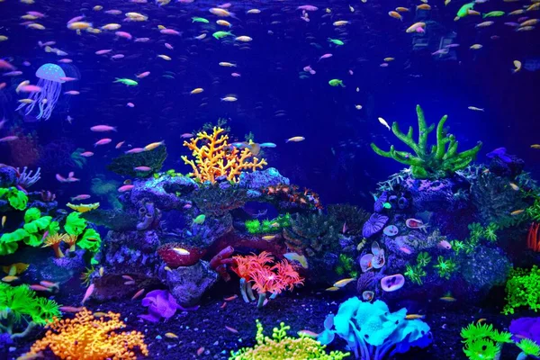 Красочный Подводный Мир Маленьких Существ — стоковое фото