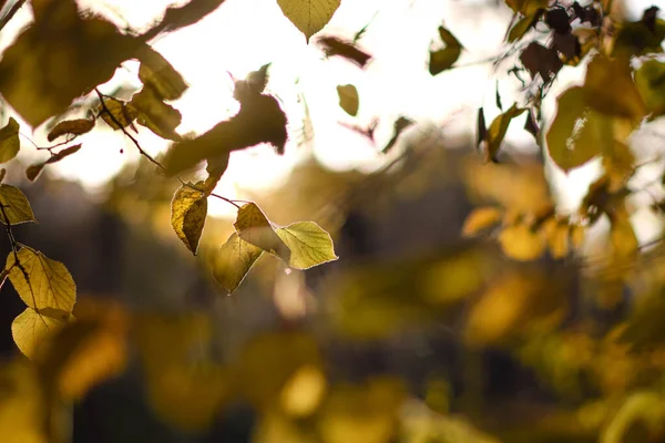 Sun Lights Linden Leaves — Stock Photo, Image