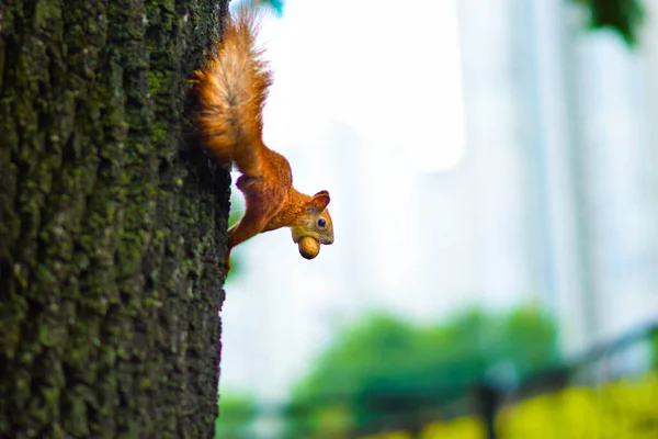 Squirrel Hangs Holding Nut Its Mouth — Stok fotoğraf