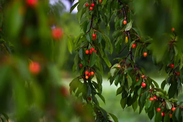 Branches Wet Cherries — Stock Fotó