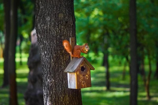 Squirrel Nut Roof His House —  Fotos de Stock