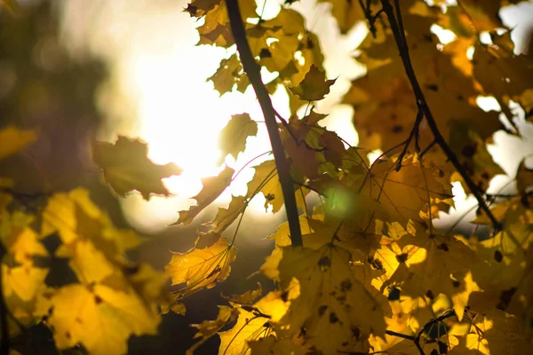 Sunshine Autumn Maple Leaves — Stock Photo, Image