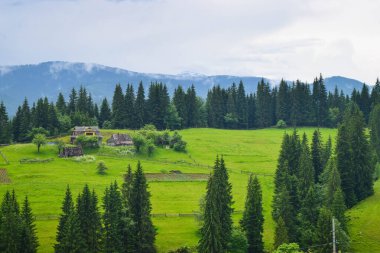 Karpatlar dağlarda yaşar.