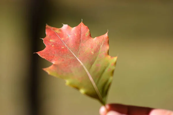 Autumn Leaf Hand — Stock Photo, Image