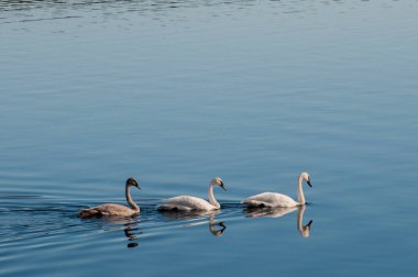 Vadnais Heights, Minnesota. Vadnais Gölü Bölge Parkı. Bir çift Trompetçi Kuğu; genç kuğusuyla birlikte göldeki ayna gibi takip eden Cygnus Bucccinator.