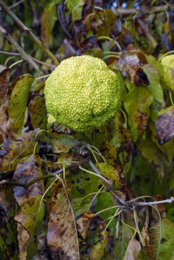 Leavenworth, Kansas. Kirpiler Osage Portakal ağacının meyveleridir..