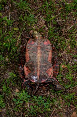Vadnais Heights, Minnesota. Vadnais Lake Regional Park.  Western Painted Turtle, Chrysemys picta bellii, laying on its back showing the plastron. clipart