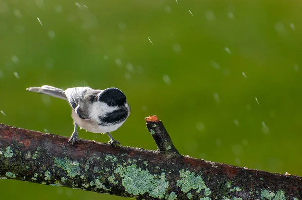 Vadnais Heights Minnesota Black Capped Chickadee Poecile Atricapillus Fall Rain — Stock Photo, Image