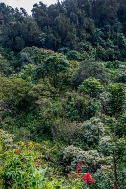 Maui, Hawaii. Hawaii 'deki yemyeşil ormanın güzel manzarası..