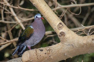 Apple Valley, Minnesota 'da. Bir erkek Yeşil Kanatlı Güvercin, Chalcoindica bir ağaç dalında oturuyor..
