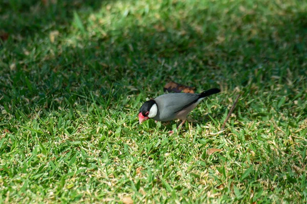 Maui Hawaii Adult Java Sparrow Small Passerine Bird Also Called — Stock Photo, Image