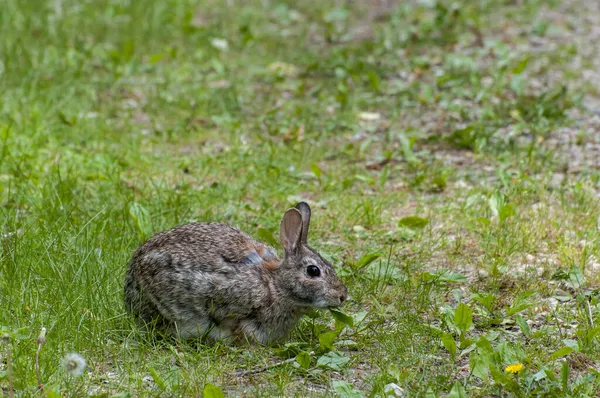 Vadnais Heights Minnesota John Allison Forest Eastern Cottontail Rabbit Sylvilagus — Stock Photo, Image