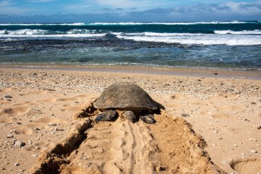 Maui, Hawaii. Hawaii yeşil deniz kaplumbağası (Chelonia mydas) kumsalda dinlendikten sonra okyanusa giderken kumda iz bırakır..