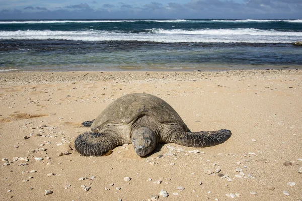 Мауи Гавайи Гавайская Зеленая Морская Черепаха Chelonia Mydas Отдыхает Пляже — стоковое фото