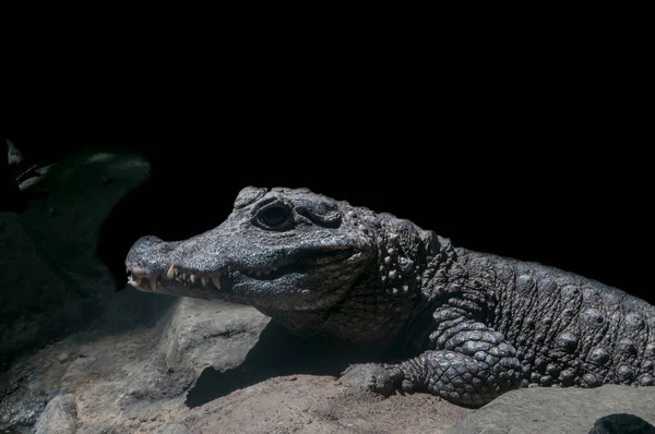 Эппл Велли Миннесота Западноафриканский Карлик Крокодил Osteolaemus Tetraspis Западноафриканский Карликовый — стоковое фото