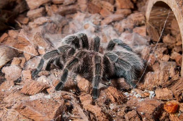 Roseville Minnesota Tarantula Aphonopelma — Stok fotoğraf