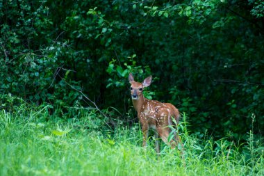 Vadnais Heights, Minnesota. John H. Allison Ormanı. Beyaz kuyruklu geyik, Odocoileus virginianus. Fawn ormanda saklanıyor..