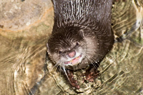 Apple Valley Minnesota Minnesota Zoo Kleinkrallenotter Aonyx Cinerea Der Die — Stockfoto