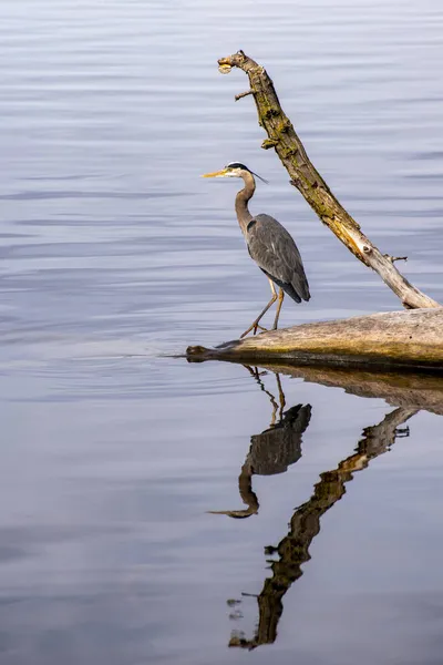 Vadnais Heights Minnesota Regionalpark Vadnais See Blaureiher Ardea Herodias Die — Stockfoto