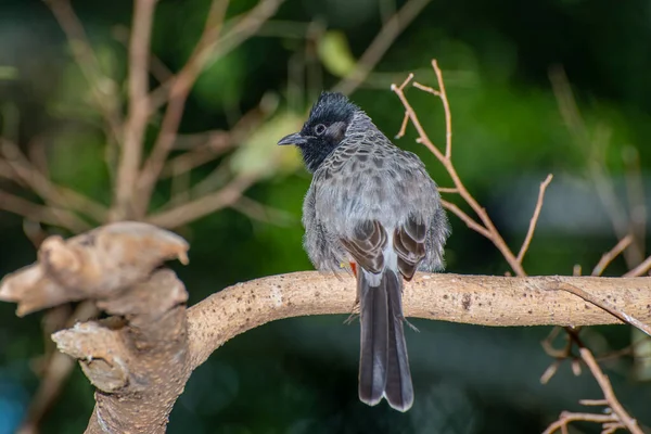 Apple Valley Minnesota Bulbul Évent Rouge Pycnonotus Cafer Perché Sur — Photo