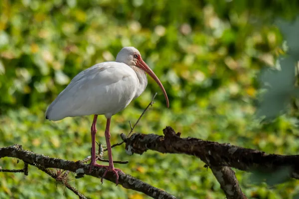 Nápoles Florida Santuario Del Pantano Sacacorchos Ibis Blanco Eudocimus Albus —  Fotos de Stock